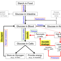 Concept map diabetes mellitus type 1