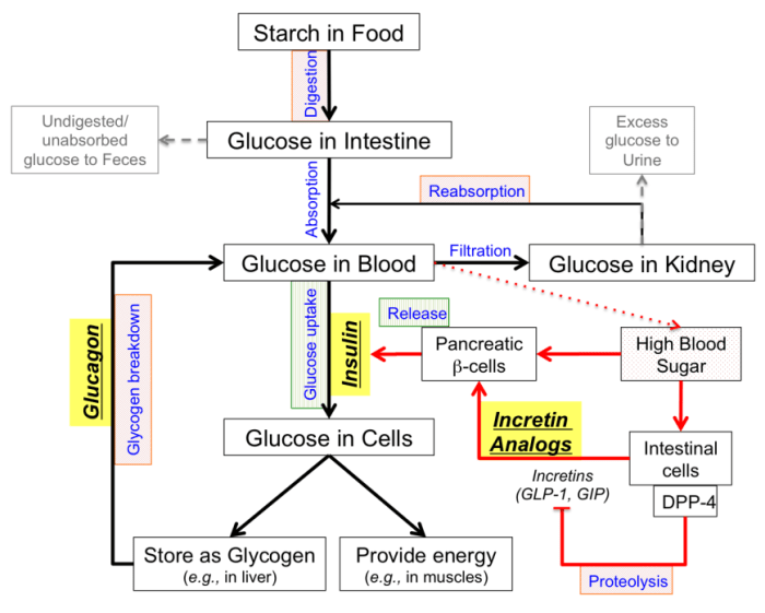 Concept map diabetes mellitus type 1