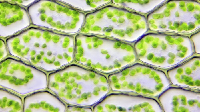 Killing chloroplasts herbicides targeting photosynthesis